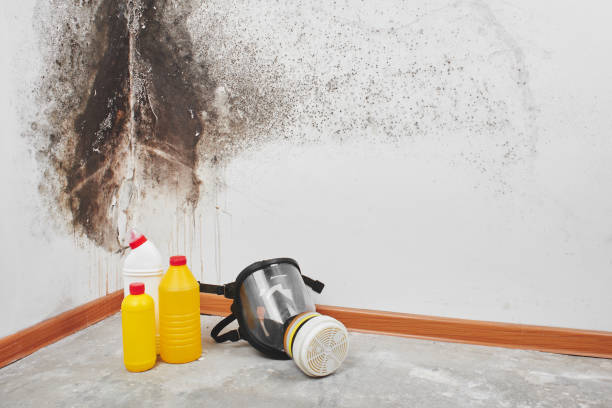 Best Mold Cleaning Services  in Totowa, NJ