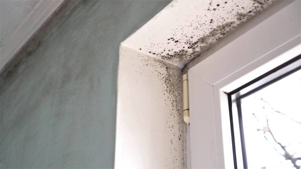 Best Attic Mold Removal  in Totowa, NJ