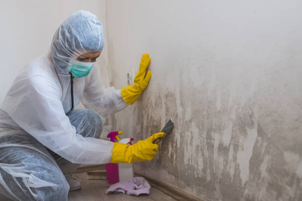 Best Mold Damage Repair  in Totowa, NJ
