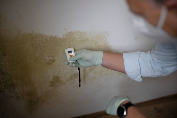 Professional Mold Removal in Totowa, NJ