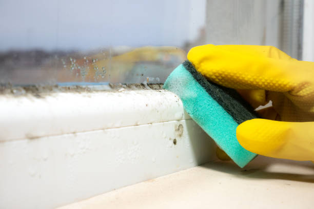 Best Office Mold Removal Services  in Totowa, NJ