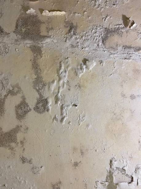 Best Office Mold Removal Services  in Totowa, NJ
