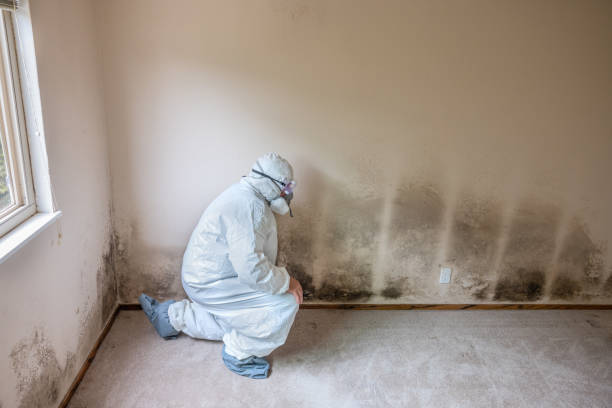 Best Local Mold Removal Service  in Totowa, NJ