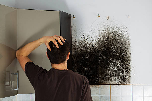 Best Certified Mold Removal  in Totowa, NJ