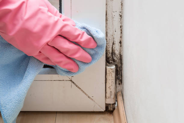 Best Certified Mold Removal  in Totowa, NJ